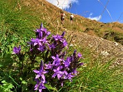 18 Gentianella rhaetica (Genzianella retica) in piena fioritura